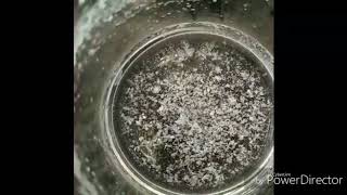 Aspirin recrystallization [upl. by Oiratnom389]