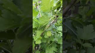 Grow Gooseberry plant  YouTubeHighFive  gooseberry youtuber ytshort [upl. by Shannah948]