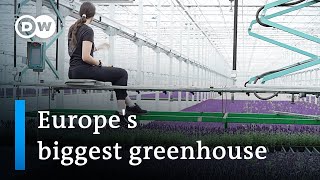 The cutting edge technology of Europes biggest greenhouse  DW News [upl. by Navada975]