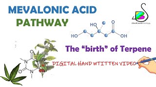 MEVALONIC ACID PATHWAY  TERPENE BIOSYNTHESIS  Secondary metabolites  Plant physiology  CSIR NET [upl. by Anilos230]