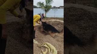 German dog video viralvideos ytshorts dogvlog vlogs tranding securitydog dog dogshow [upl. by Starla]