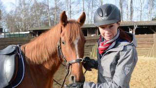 Horsemanship  die Bodenarbeit mit dem Pferd [upl. by Ekeiram]