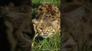 Black Footed Cat 🐱 The DEADLIEST Cat [upl. by Sixla]