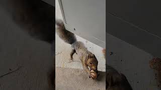 Brown Noser is BACK squirrel squirrelbuddies squirrelvideo squirrelfriend squirrelwatching [upl. by Lyndy612]