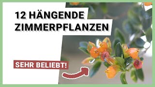 12 hängende Zimmerpflanzen die besonders beliebt sind [upl. by Yojal]