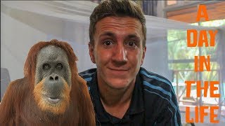 Working with Orangutans in Borneo  A Day In The Life [upl. by Anahcra]