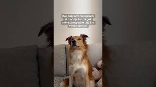 Neko mora da odgovara cutedoglover doglover dogshorts dogs humor funnyvideo doghumor [upl. by Irodim698]