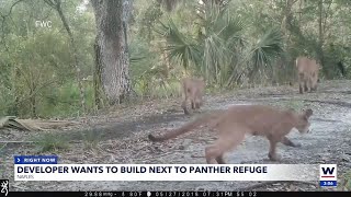 Groups oppose building project near panther preserve in Collier County [upl. by Jeff]