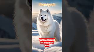 Top 10 most beautiful dog breeds in the world mostbeautifuldogbreeds mostviralanimalvideos [upl. by Edy]