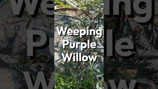 Weeping Purple Willow [upl. by Horodko]