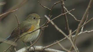 ルリビタキRedflanked bluetail の 鳴き声。 December 252016 [upl. by Leuqar994]