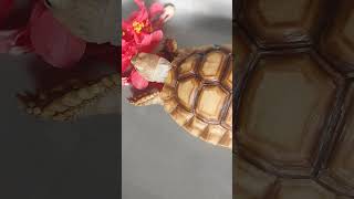 sulcata shortvideo viralshort fypシ゚viral [upl. by Garwood372]