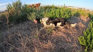 English Setter Trading with pheasants [upl. by Redmond]