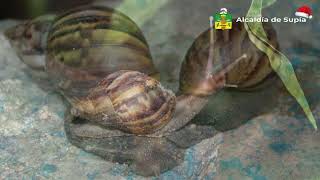 CARACOL AFRICANO [upl. by Imat683]