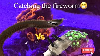 How to catch a bristleworm fireworm in a reeftank [upl. by Theresa]