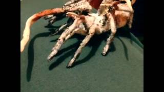 Incredible Zombie FungusAttacked Tarantula [upl. by Dylana328]