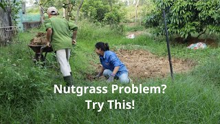 Dont Let Nutgrass Take Over The Surprising Fix You Need Now [upl. by Nahs]