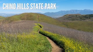 Chino Hills State Park Hiking the Bane Ridge Trail amp Wildflowers [upl. by Aenyl]