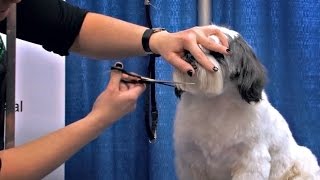 Michell Evans Freestyle Shih Tzu [upl. by Alliehs]