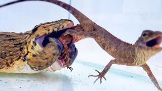 OMG Asian Bullfrog Eats Giant Tree Lizard Mr Frog Live Feeding [upl. by Devi]