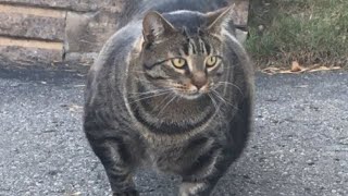 This Is The Strongest Cat Breed In The World [upl. by Lejeune]