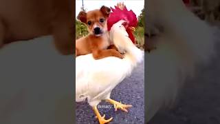 My Dog amp Hen funny 🥰viralvideo mreviatar pets dog hen doglovers aww thatsdarling goofyside [upl. by Celinda637]