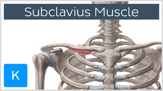 Subclavius Muscle  Origins amp Function  Human Anatomy  Kenhub [upl. by Eustazio53]