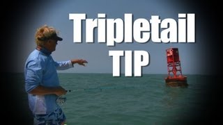 Port Canaveral Tripletail on the Buoys How To [upl. by Mariam]