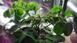 Moringa Oleifera Indoor Grow [upl. by Pasco]