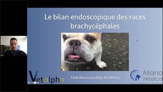 WEBINAIRE  Examen endoscopique des voies respiratoires supérieures des brachycéphales [upl. by Juni]