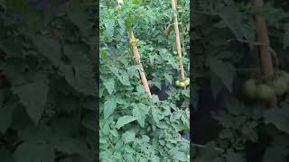 BIOPIROL  SANIDADE NOS TOMATES [upl. by Pirbhai]