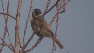 Reed Bunting Escribano Palustre Emberiza schoeniclus schoeniclus rietgors [upl. by Caswell342]