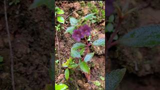 Achimenes plant kerala garden ideas youtubeshorts trendingshorts flowers gardening  plants [upl. by Ilam]