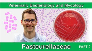 Pasteurellaceae Part 2  Veterinary Bacteriology and Mycology [upl. by Hilar935]