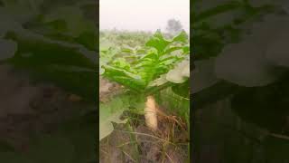 حقیقی منظر viralvideo pakistani vegetables agriculture [upl. by Abigail]