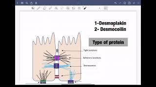 3Desmosome junction شرح بالعربي [upl. by Meghan]