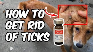 HOW TO DETICK YOUR DOG OR CAT HOW TO GET RID OF FLEAS TICKS MITES LICE MOSQUITOES [upl. by Eila633]