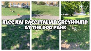 Alaskan Klee Kai Vs Italian Greyhound Whose Quicker [upl. by Gloria210]