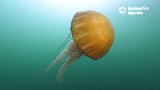 A Few Minutes With Wild Sea Nettle Jellyfish In Monterey Bay [upl. by Balcke]