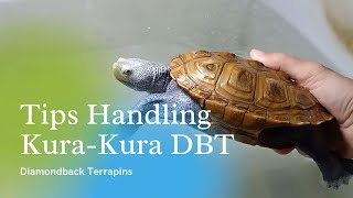 TIPS HANDLING KURAKURA DIAMONDBACK TERRAPINS [upl. by Huxley]