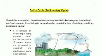 Sulfur Cycle  Sedimentary Cycle Biogeochemical Cycle Fundamentals of Environmental Science [upl. by Sneed372]