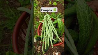 Harvest fresh cowpea kitchengarden gardening shorts viralvideo agriculture [upl. by Bhatt55]