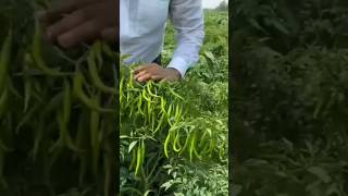 New technique for growing chilli plants at home chilli chilligrafting farming viral shorts [upl. by Acebber64]