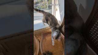 This is my territory cute cuteanimal cutecat cat [upl. by Mathew858]