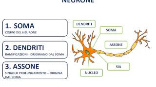 2 Il neurone  morfologia [upl. by Mckenna]