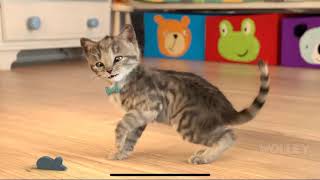 Little Kitten My Favorite Cat Pet Care  Play Cute Kitten Animation Mini Games For Children [upl. by Madalena]