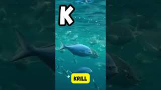 ABC Sea Animals 🌊🐠  Fun A to Z Ocean Animal Song for Kids  abcd kids shorts learning viral [upl. by Persons154]