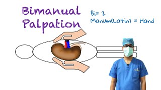 Bimanual Palpation [upl. by Kela]