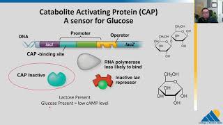 BIOL201 Ch162  Prokaryotic Gene Regulation and Lac Operon Regulation [upl. by Eniarral]