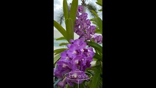 Rhynchostylis Coelestis  How to Grow and Care [upl. by Eleazar]